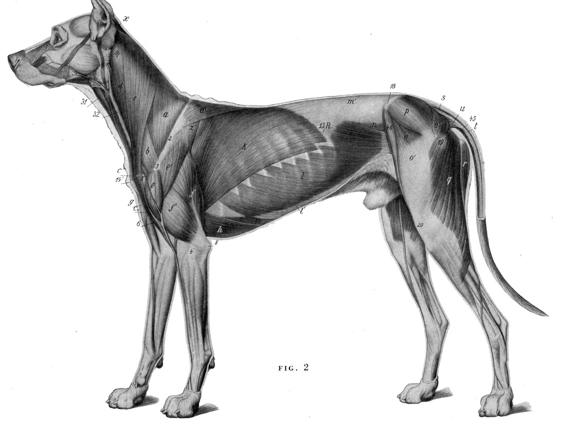 犬科动物肌肉结构图图片