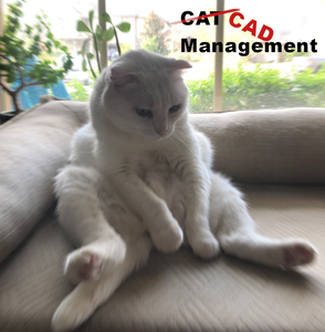 CAT Management.png