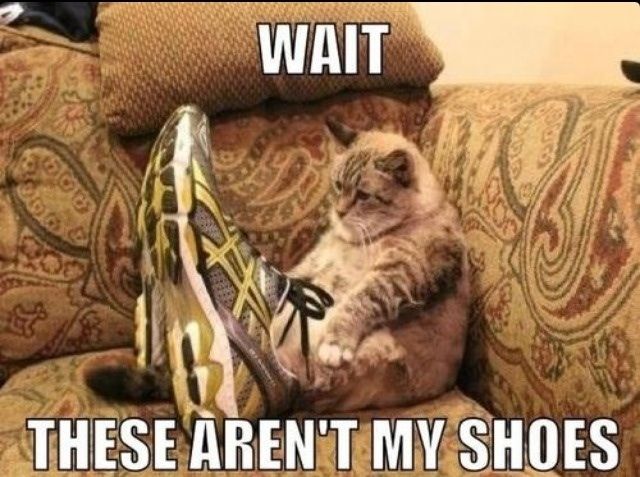 funny-animal-pictures-with-captions-009-003
