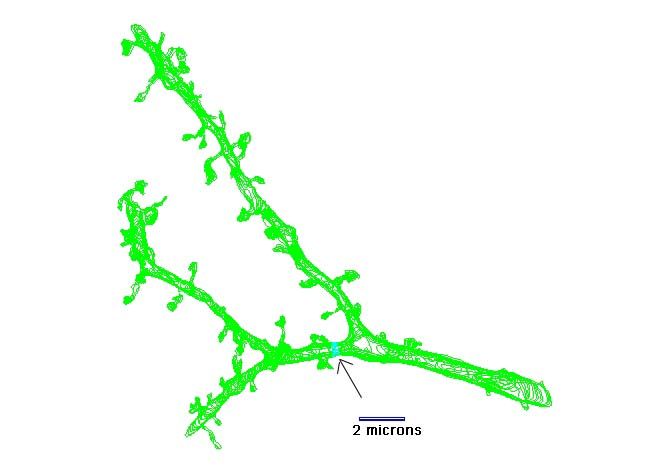 3 the whole 3d object dendrite 2.jpg