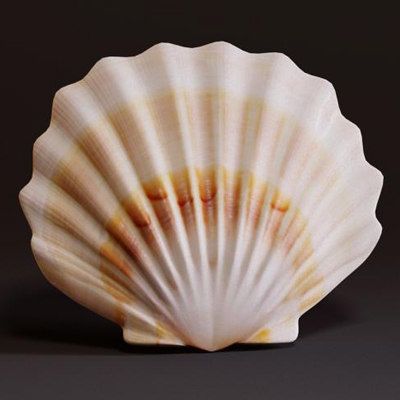 seashell.jpga259bcf6-3c5e-4448-ba44-405bb941bbe9Larger.jpg