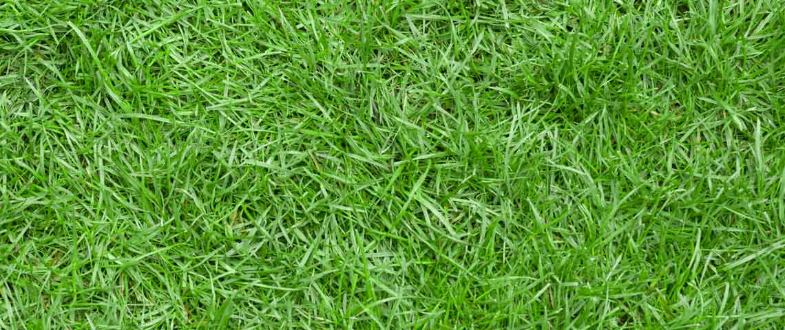 Solved: How do I get the image rendererd with realistic grass