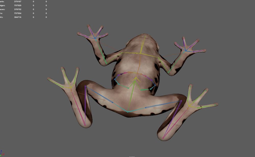 frog maya.JPG